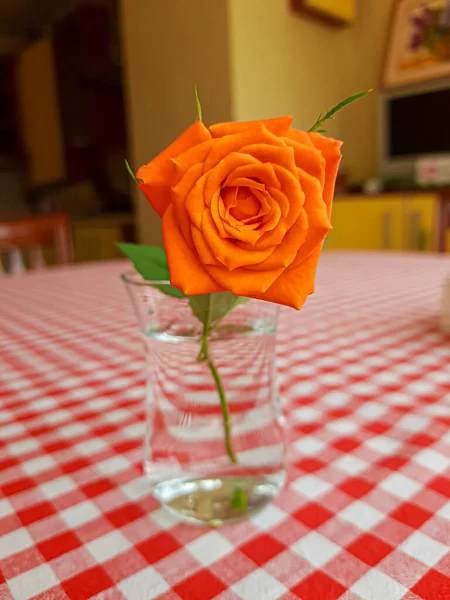 Rose in a small transparent vase on the table.