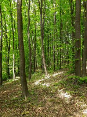 Yeşil bahar ormanı. Bir sürü yeşil yaprak..