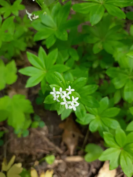 Small White Flowers Background Green Leaves — Stock Photo, Image