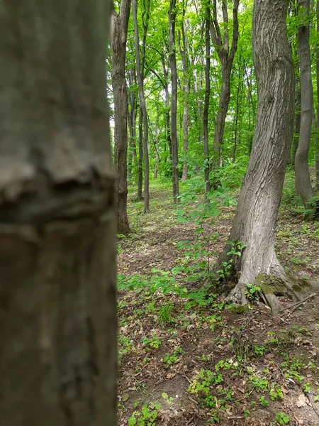 Una Vista Del Bosque Lado Árbol Bosque Verde —  Fotos de Stock