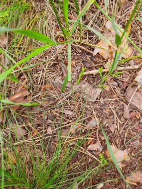 Ormandaki toprak ve çimenler. Yukarıdan görüntüle.