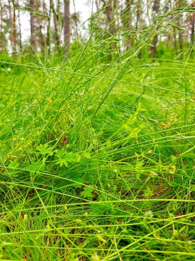 Farklı yeşil çimenler ve bitki yaprakları..