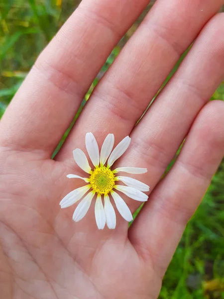 Een Bloem Palm Van Hand — Stockfoto