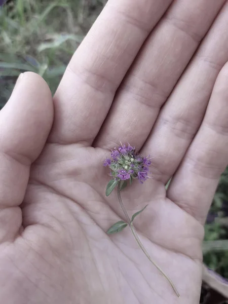 Квітка Долоні — стокове фото