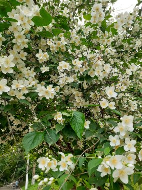 Yasemin çiçeği çalılığı. Kokuyu hisset..