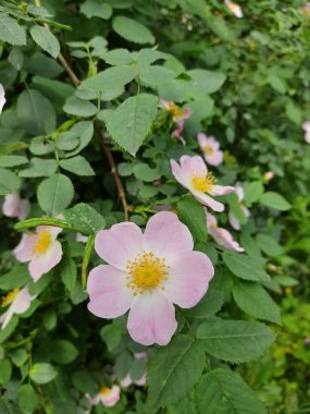 Pembe çiçekli Bush. Çay ağacı.