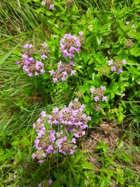 Çimlerin ortasında küçük pembe çiçekler.