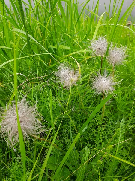 Weiße Und Flauschige Löwenzahne Gras — Stockfoto