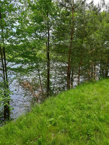 Rivier Meer Gras Bomen — Stockfoto