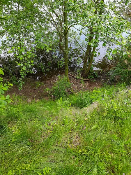 Fluss Oder Seeufer Gras Bäume — Stockfoto