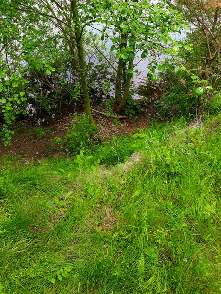 Fluss Oder Seeufer Gras Bäume — Stockfoto
