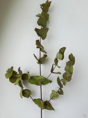 Beyaz arkaplanda okaliptüs dalı.