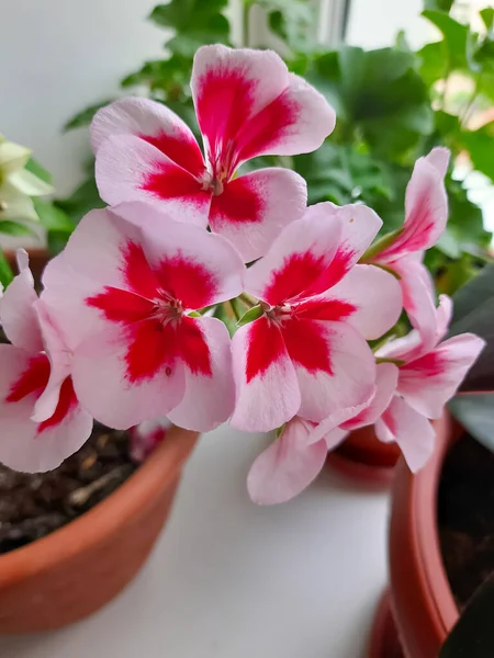 Fleur Intérieure Rose Dans Pot — Photo