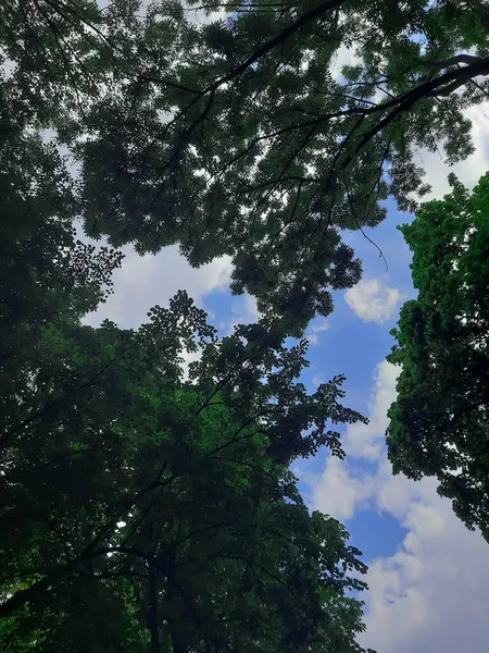 Ağaçların Taçları Aşağıdan Bakıyor — Stok fotoğraf