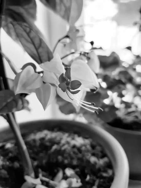 Flor Interior Maceta Con Floración Blanca — Foto de Stock