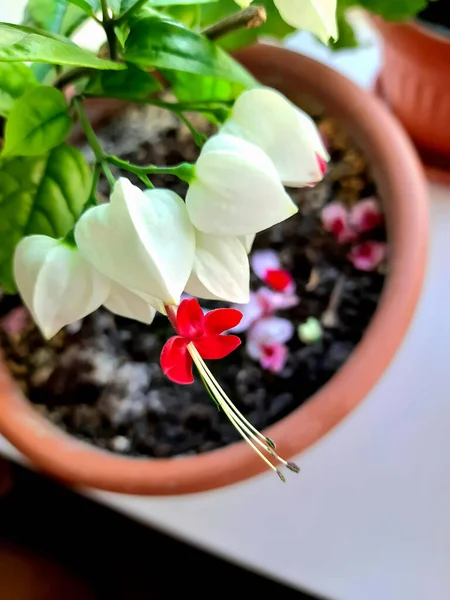 Fleur Intérieure Dans Pot Fleurs Blanches — Photo