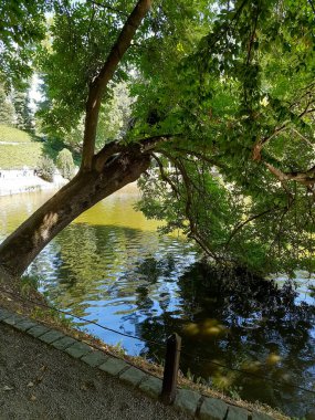 Ağaç suyun üzerine eğildi..