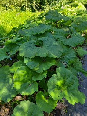 Yol boyunca büyük yeşil yapraklar.
