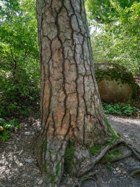 Parkta ilginç bir ağaç..