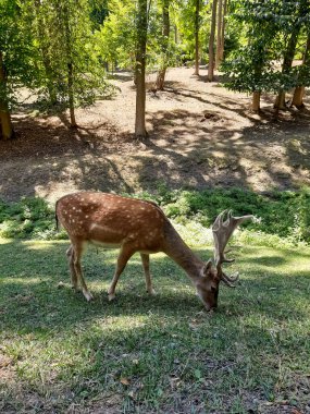 Parkta geyik, doğa rezervi..