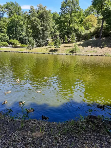 Parktaki gölde ördekler.