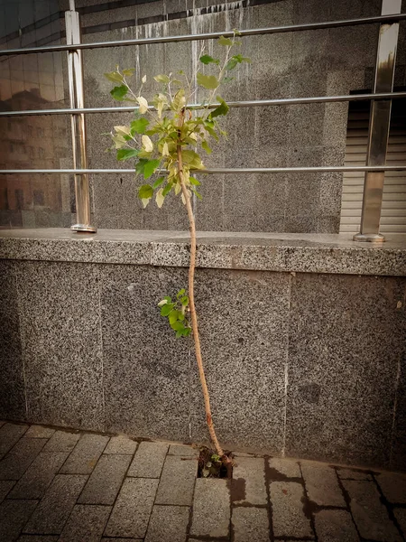 Ein Junger Kleiner Baum Wächst Aus Einer Ziegelstraße — Stockfoto