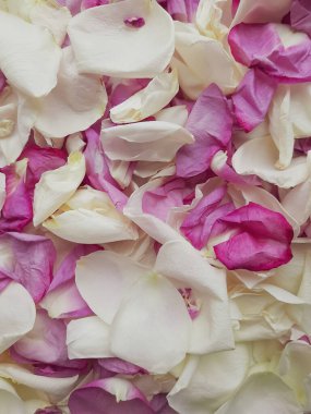 Beyaz ve pembe gül yapraklarının arkaplanı.