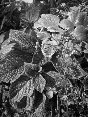 Bitki yapraklarının siyah beyaz arkaplanı.