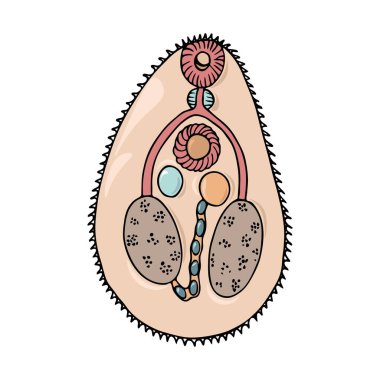 Beyaz arka planda izole edilmiş el çizimi siyah çizgili trematode anatomi vektör çizimi. Hayvan ve insan vücudu parazitleri kavramı.