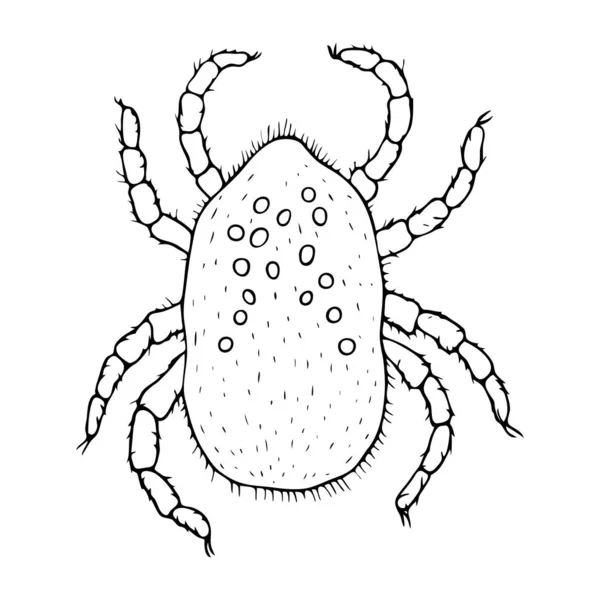 手工绘制的黑色轮廓 在白色的背面孤立的微小云母矢量图解 寄生虫学 动物学 保健方面的人体害虫主题 — 图库矢量图片