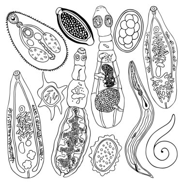 El çizimi siyah çizgili helminths anatomi büyük koleksiyonu parazitoloji, tıp, biyoloji ve veterinerlikte uygulanabilir beyaz bir arka planda izole edilmiş. İnsan ve hayvan vücudu parazitleri..