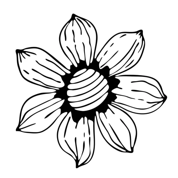 Schöne Handgezeichnete Schwarze Umrisse Cartoon Blume Vektor Illustration Isoliert Auf — Stockvektor