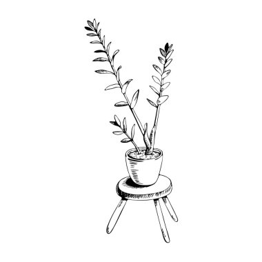Güzel el çizimi siyah çizgili karalama vektörü beyaz arka planda izole edilmiş saksı çiçeği. Ficus grafik illüstrasyonu.