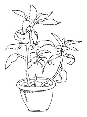 Tek renkli güzel el, beyaz arka planda izole edilmiş siyah çizgili saksı çiçeği. Kalanchoe vektör grafik illüstrasyonu