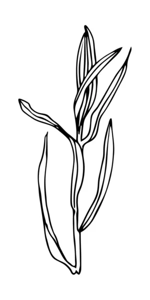 Tracé Main Contour Noir Herbes Sauvages Isolées Sur Fond Blanc — Image vectorielle
