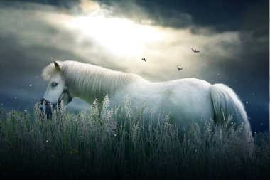 Küçük beyaz midilli hediye dramatik gökyüzü çim fotoğrafı