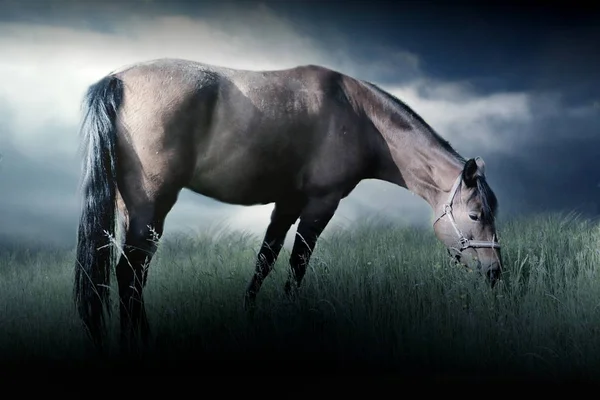 Foto Van Bruin Paard Grassing Met Dramatische Hemel — Stockfoto