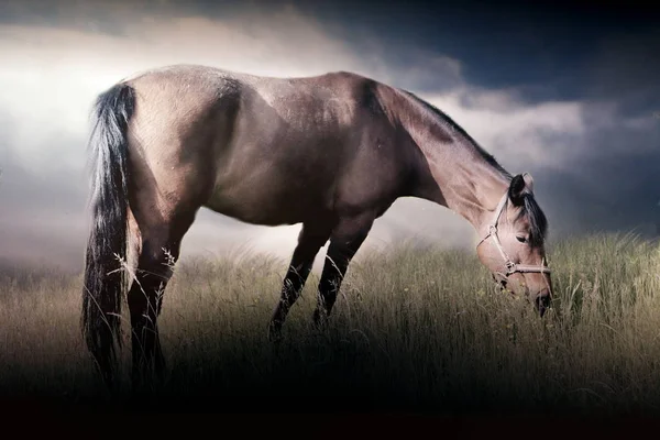 Foto Cavallo Bruno Che Erbosa Con Cielo Drammatico — Foto Stock