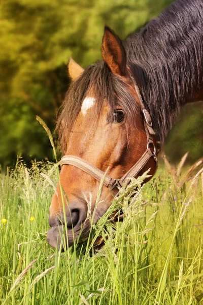 夏の時間で草を食べる馬の写真 — ストック写真