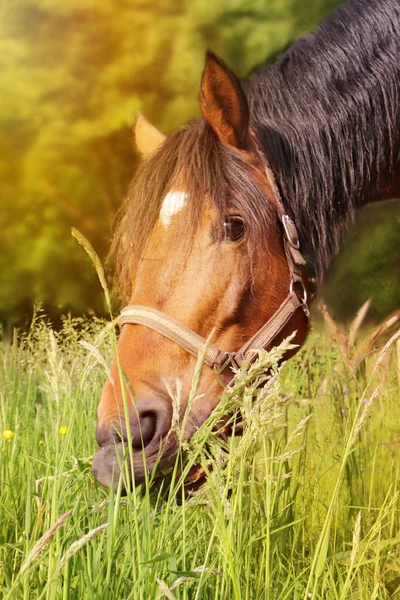 夏の時間で草を食べる馬の写真 — ストック写真