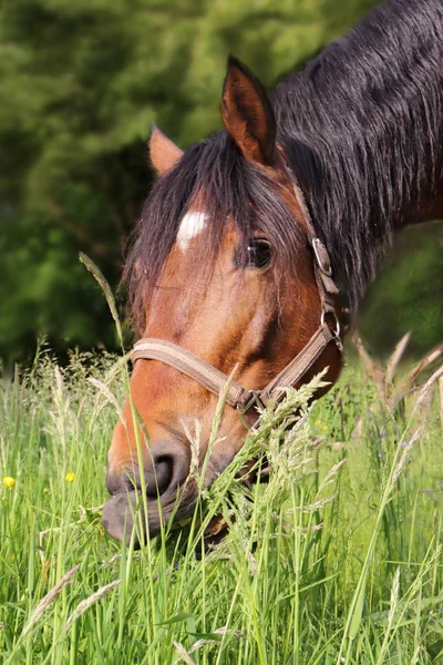 夏の時間で草を食べる馬の写真 — ストック写真