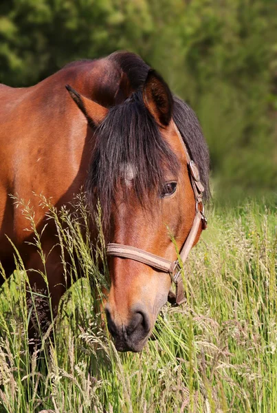 Zdjęcie Koń Jedzący Trawę Okresie Letnim — Zdjęcie stockowe