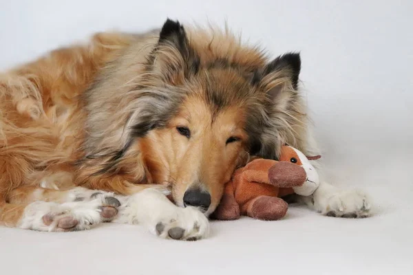 Schattig Collie Hond Met Zijn Speeltje Witte Achtergrond — Stockfoto