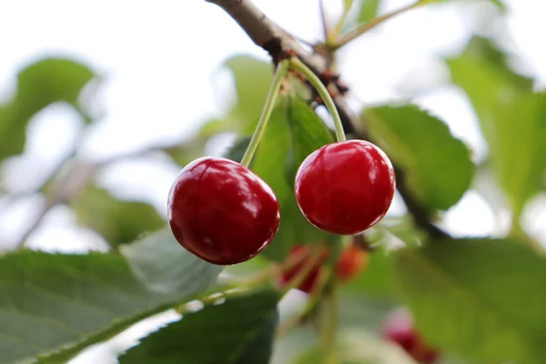 Fotografie Două Fructe Proaspete Cireșe Roșii — Fotografie, imagine de stoc