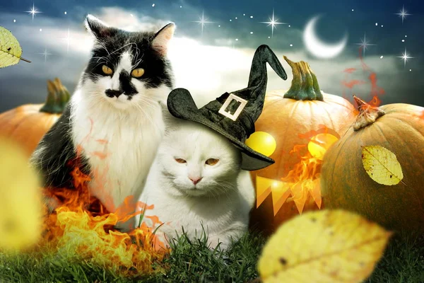 Δύο Γάτες Απόκριες Κολοκύθες Διακοσμημένα Φωτιά Και Φθινοπωρινά Φύλλα — Φωτογραφία Αρχείου