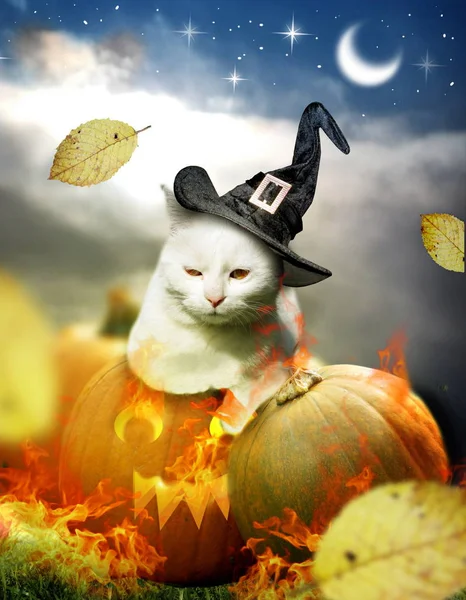 Vit Katt Fastställande Halloween Pumpa Dekorerad Med Eld Och Höstlöv — Stockfoto