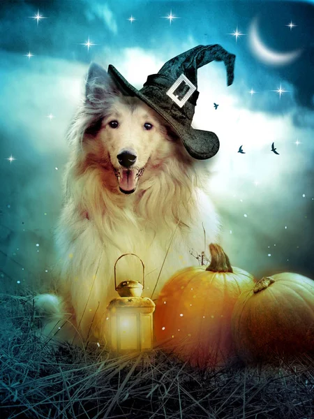 Collie Hund Med Häxa Hatt Dekorerad Med Halloweenpumpor — Stockfoto