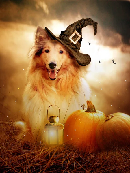 Collie Hund Med Häxa Hatt Dekorerad Med Halloweenpumpor — Stockfoto