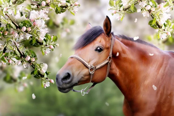 Portrait of brown horse in spring with blossom trees