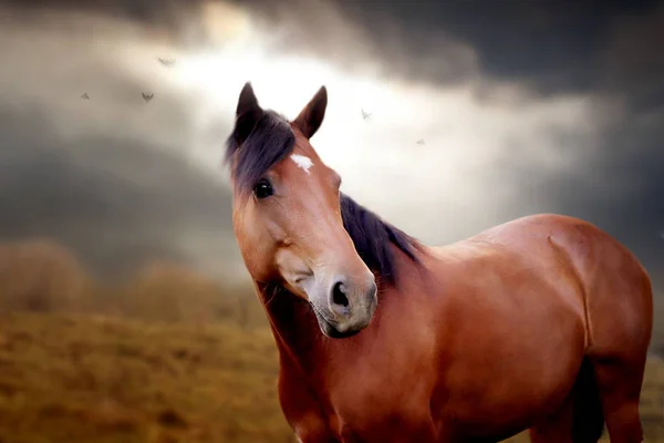 Retrato Cavalo Marrom Paisagem Outono — Fotografia de Stock